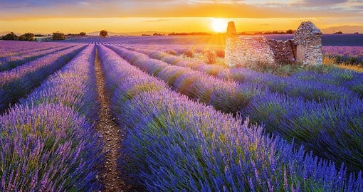 Walk through the lovely lavender fields of Provence for an unforgettable excursion