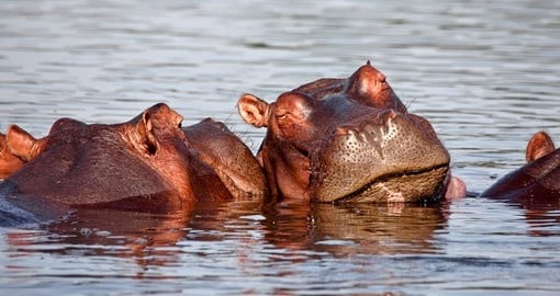 Sleeping hippos in Liwonde National Park - a great photo opportunity while on your Malawi vacation.