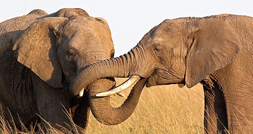 Socially complex animals, elephants are the Masai Mara's largest inhabitants
