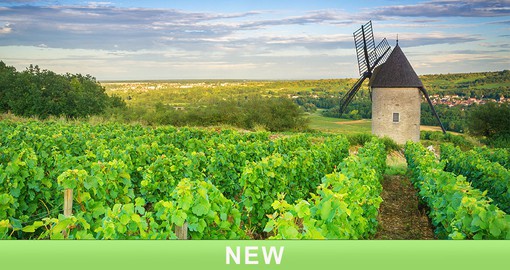 The vineyards of Burgundy produce outstanding Pinot Noir and Chardonnay grapes