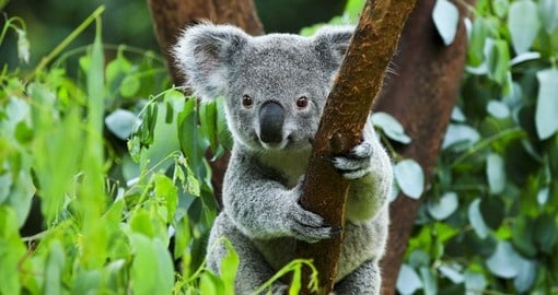 Australia's Cute Koala