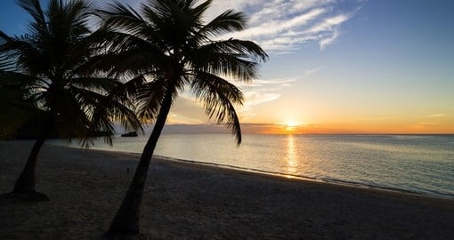 Palm tree during a sunset on the beach