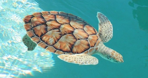 Turtles found in the lagoons around Lombok Island