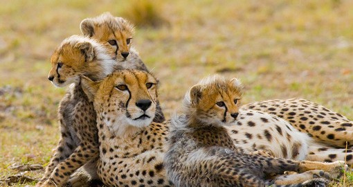 Appreciate the love and nurturing of mothers and their young as they roam the savannah
