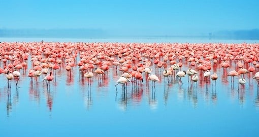Flocks of flamingo in Lake Nakuru - Kenya