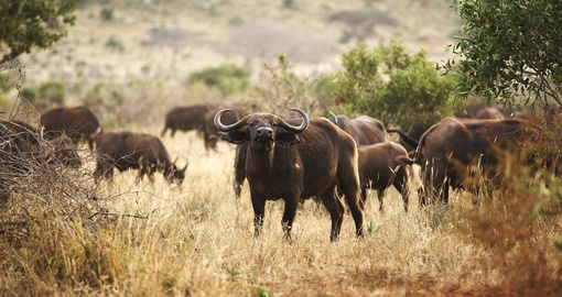 ou might be lucky enough to spot Buffalo on your Kenya tour