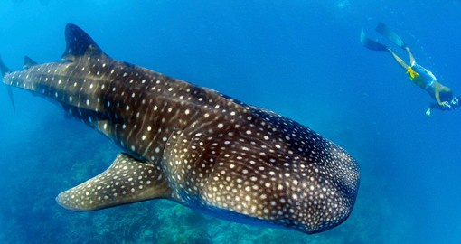 The Maldives is a scuba diver's dream as you can witness the magnificent Whale Sharks year-round