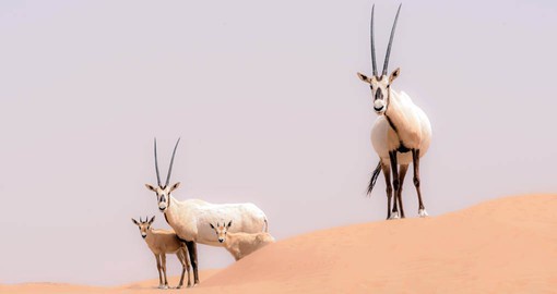 The Oryx has been reintroduced to the Arabian Desert