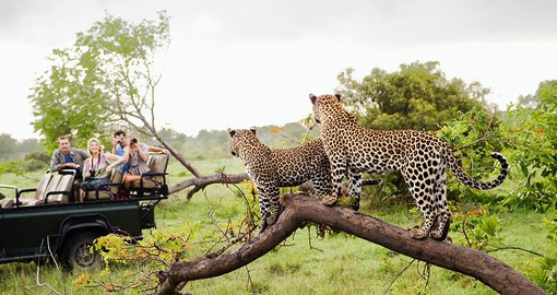 Get up close to Africa's Big 5 in the Kapama Game Reserve
