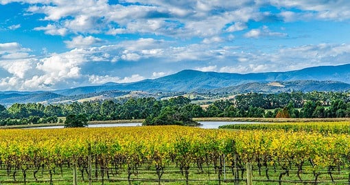 The Yarra Valley produces cool climate wines of exceptional quality