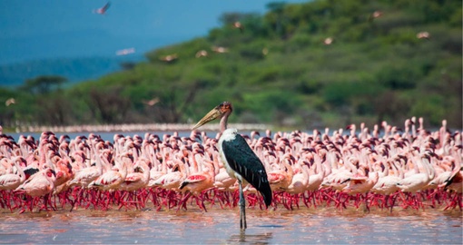 Spot countless species of birds on your African Safari