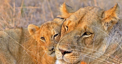 Adjacent to Kruger National Park, Sabi Sands Game Reserve is home to the Big 5