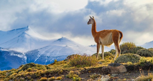 Spot a guanaco - a rare llama-like wild animal in Torres del Paine National Park