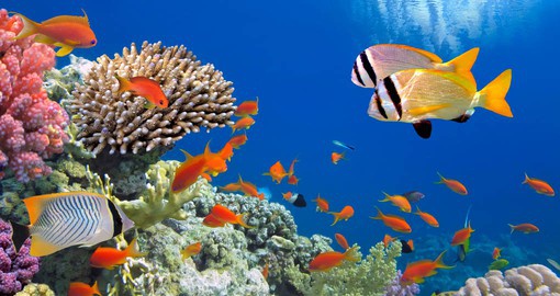 The warm waters of the Red Sea are home to a myriad of marine life