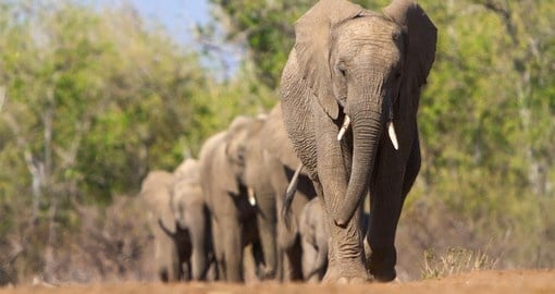 A herd of elephants approaches a waterhole