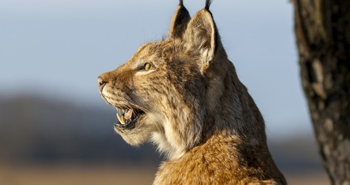 The European lynx