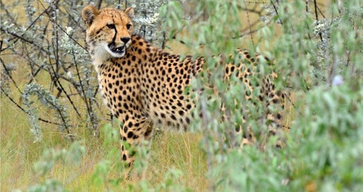 Cheetahs are built for speed and have been know to sprint at more than 100 km per hour