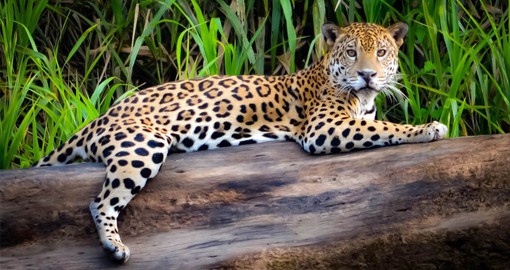 Peru is a stronghold for the jaguar in the Amazon