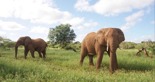 Large herds of elephant congregate in the area during the dry months