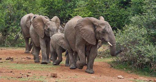 Pilanesberg Game Reserve is home to a rich array of African wildlife