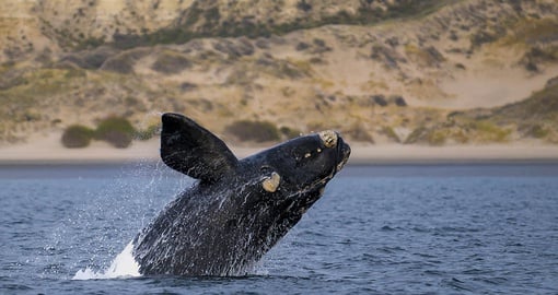 Right Whale off the coast of Puerto Madryn
