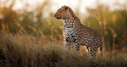 Meet Africa's Big 5 in the Masai Mara