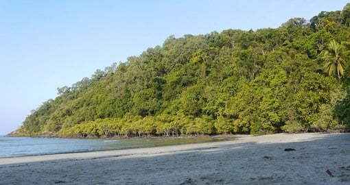 Take a walk at Tropical Beach at Cape Tribulation during your next Australia tours.