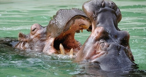 Kissing Hippos, Okavanga Delta