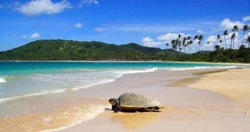 Sea turtle on Nacpan beach