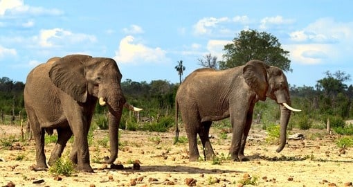 You might be able to see Elephants on the plains during your next trip to during your next Zimbabwe.