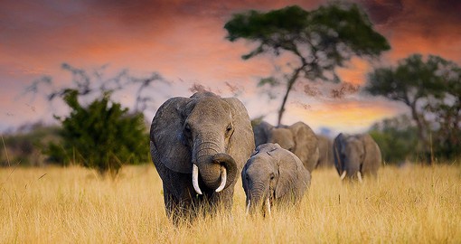 The Tarangire National Park is home to large elephant herds