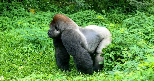 During your Safari in Uganda learn that the dominant Silverback is non-territorial, generally defending his group rather than his territory