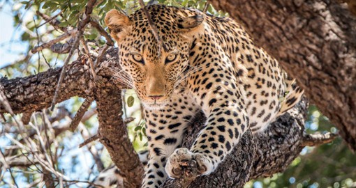 A gorgeous leopard stalks its prey at the Kruger National Park
