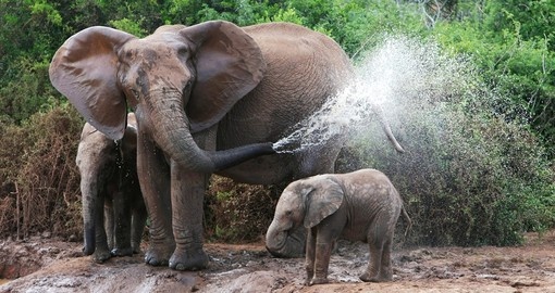 You will be able to meet African Elephant during your next South Africa vacations.