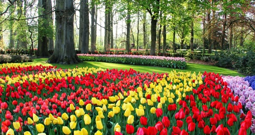 Iconic Dutch tulips