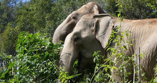 Spend a day amongst the gentle giants at the ChangChill Elephant Experience