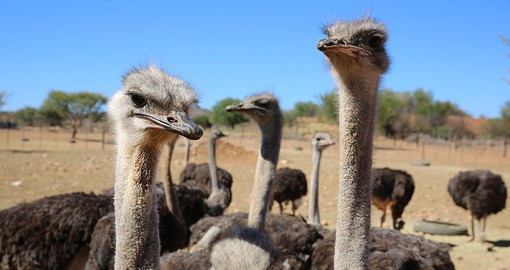 Get up and close with ostriches in Oudtshoorn