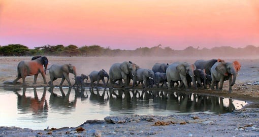 Elephants in Etosha National Park