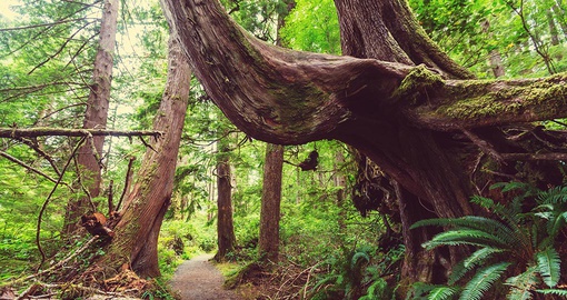Temperate Rainforest on Vancouver Island