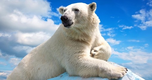 Polar bear in the wildness