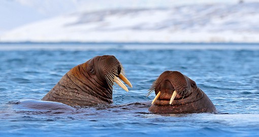 Spitsbergen, the largest island of the Svalbard archipelago is home to an extraordinary array of wildlife