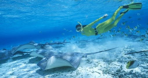 Experience swimming with Rays on your next trip to Tahiti.