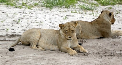 Wild lioness lying in african savannah, Chobe