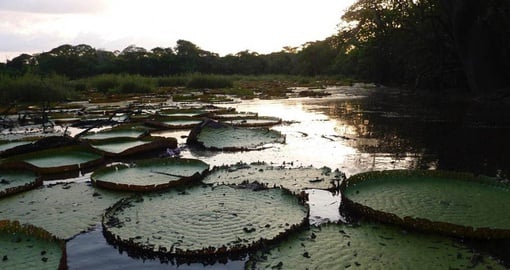 Giant Lily Pads in Guyana