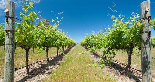 Stroll through a beautiful Margaret River Vineyard on your Australia Vacation