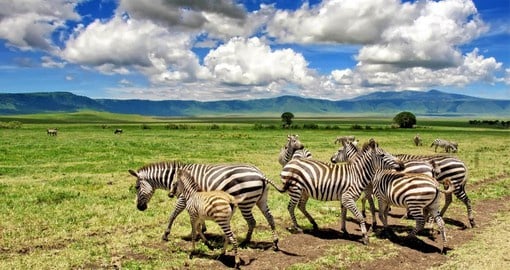 The great Migration is considered one of 'The Ten Wonders of The Natural World'