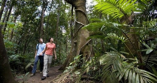 Explore the rainforest on your Australia Vacation