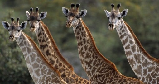 Maasai giraffe