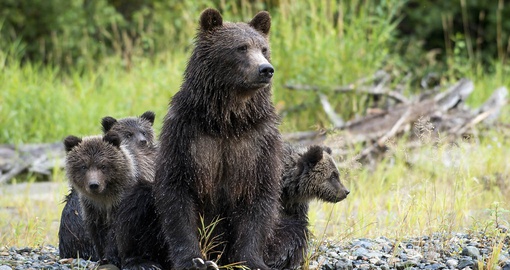 Denizens of the Great Bear Rainforest (photo credit: Dano Pendygrass)