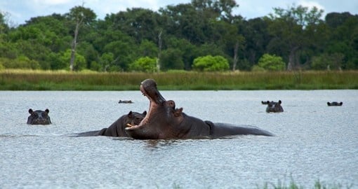 Group of hippos sitting in Moremi Nature Reserve